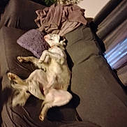 Bear joined the competition — help win amazing prizes! animal, blanket, canine, comfort, couch, cozy, dog, domestic, fur, furniture, home, houseplant, indoor, laying_down, living_room, pet, pillow, relaxing, resting, sleeping