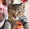 animal, brown_cat, cat, close_up, funny_expression, fur, gray_cat, holding, human_face, indoor, kitten, person, pet, portrait, selfie, smartphone, striped_fur, tabby, video_call, woman