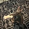 Bão participe au concours pour gagner de l'argent avec cette photo : animal, bed, bedspread, cat, curious, cute, green_eyes, home, indoors, kitten, large_ears, lying_down, patterned_fabric, pet, playing, plush_toy, portrait, relaxed, striped_fur, tabby