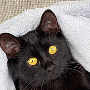 Snowball joined the competition — help win amazing prizes! black_cat, cat, close_up, yellow_eyes, whiskers, ears, blanket, cozy, fur, pet, animal, domestic_animal, portrait, indoors, soft_texture, relaxing, cute, feline, looking_up, curious