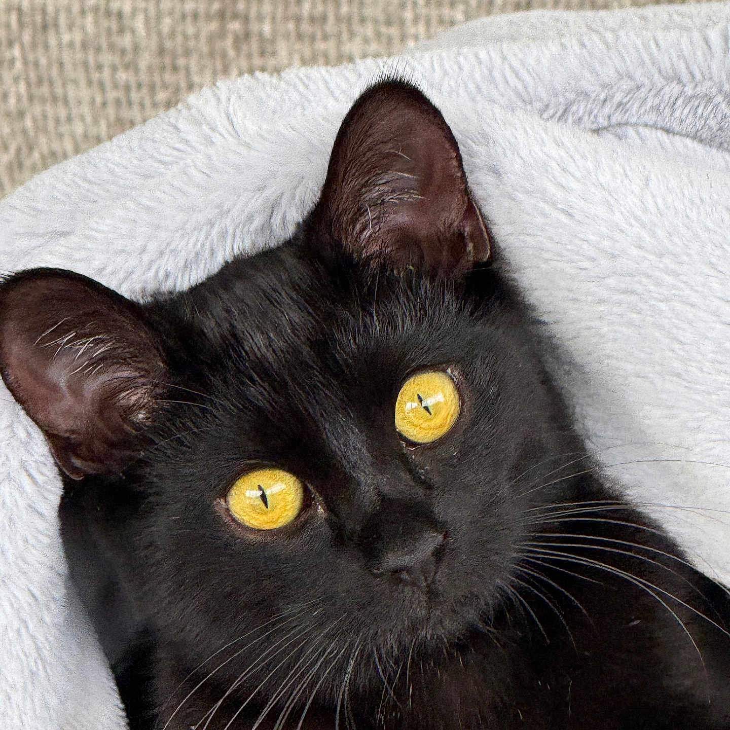Snowball joined the competition — help win amazing prizes! black_cat, cat, close_up, yellow_eyes, whiskers, ears, blanket, cozy, fur, pet, animal, domestic_animal, portrait, indoors, soft_texture, relaxing, cute, feline, looking_up, curious