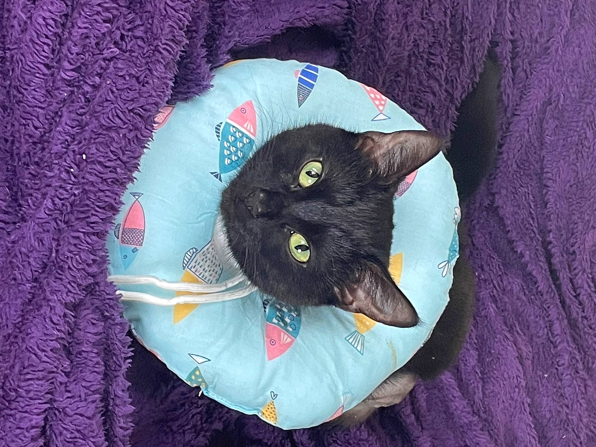 Lulu joined the competition — help win amazing prizes! bag, black_cat, bombay, carnivore, cat, cat_supply, comfort, domestic_short_haired_cat, electric_blue, fashion_accessory, felidae, fur, grey, linens, pattern, sleeve, small_to_medium_sized_cats, tail, thread, whiskers