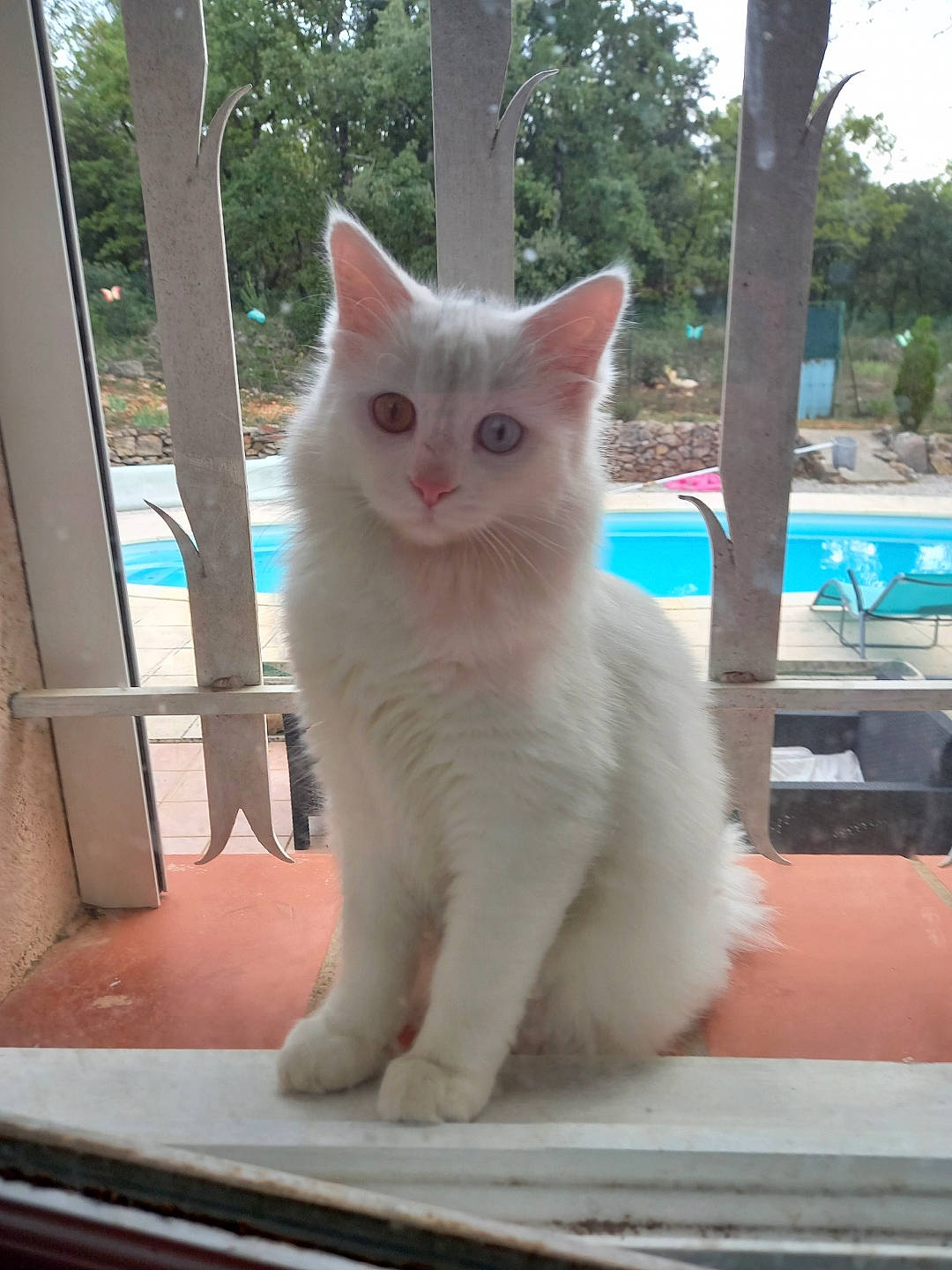 Pitchou a rejoint le concours — aidez-le/la à gagner de superbes lots ! carnivore, cat, domestic_short_haired_cat, eye, fawn, felidae, fur, glass, paw, small_to_medium_sized_cats, snout, tail, tree, whiskers, window, windshield, wood