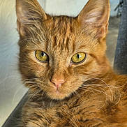 Rupert joined the competition — help win amazing prizes! animal, cat, close_up, curious, cute, domestic_cat, ears, face, feline, fur_texture, ginger_cat, indoor, looking_at_camera, nose, pet, portrait, relaxed, soft_fur, whiskers, yellow_eyes