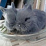 Croquette participe au concours pour gagner de l'argent avec cette photo :