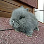 Croquette participe au concours pour gagner de l'argent avec cette photo :