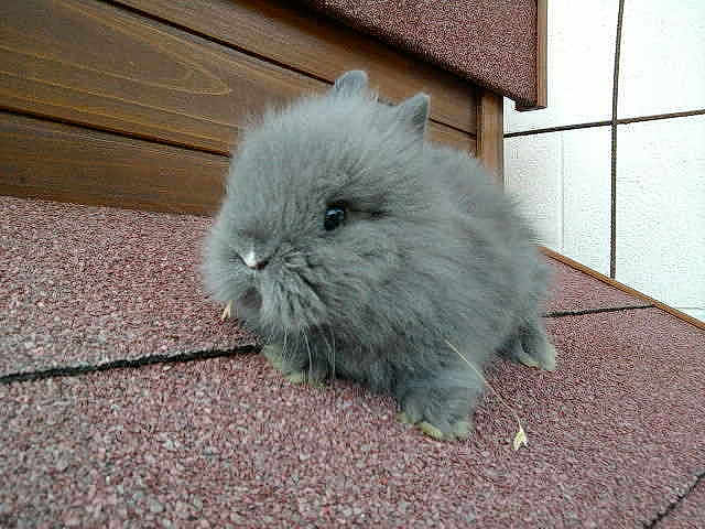Croquette