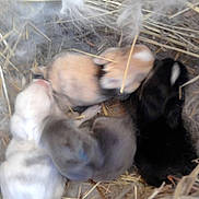 Croquette participe au concours pour gagner de l'argent avec cette photo :