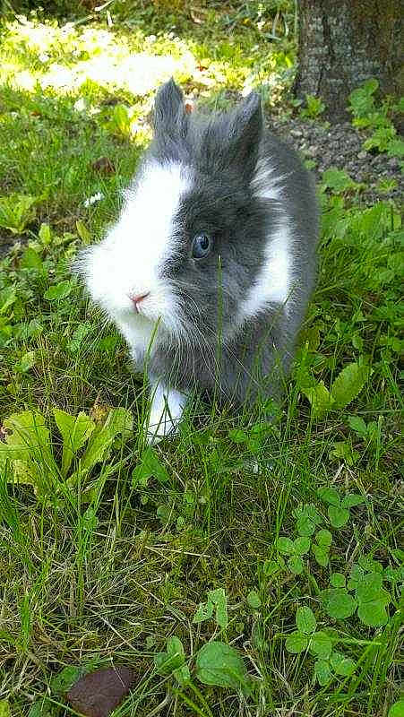 Guss