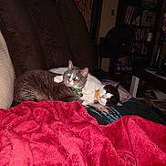 Bob joined the competition — help win amazing prizes! cat, cats, couch, blanket, indoor, pet, feline, resting, sleeping, cozy, home, furniture, collar, tabby, black_and_white_cat, domestic_animal, nap, animal, living_room, soft_fabric