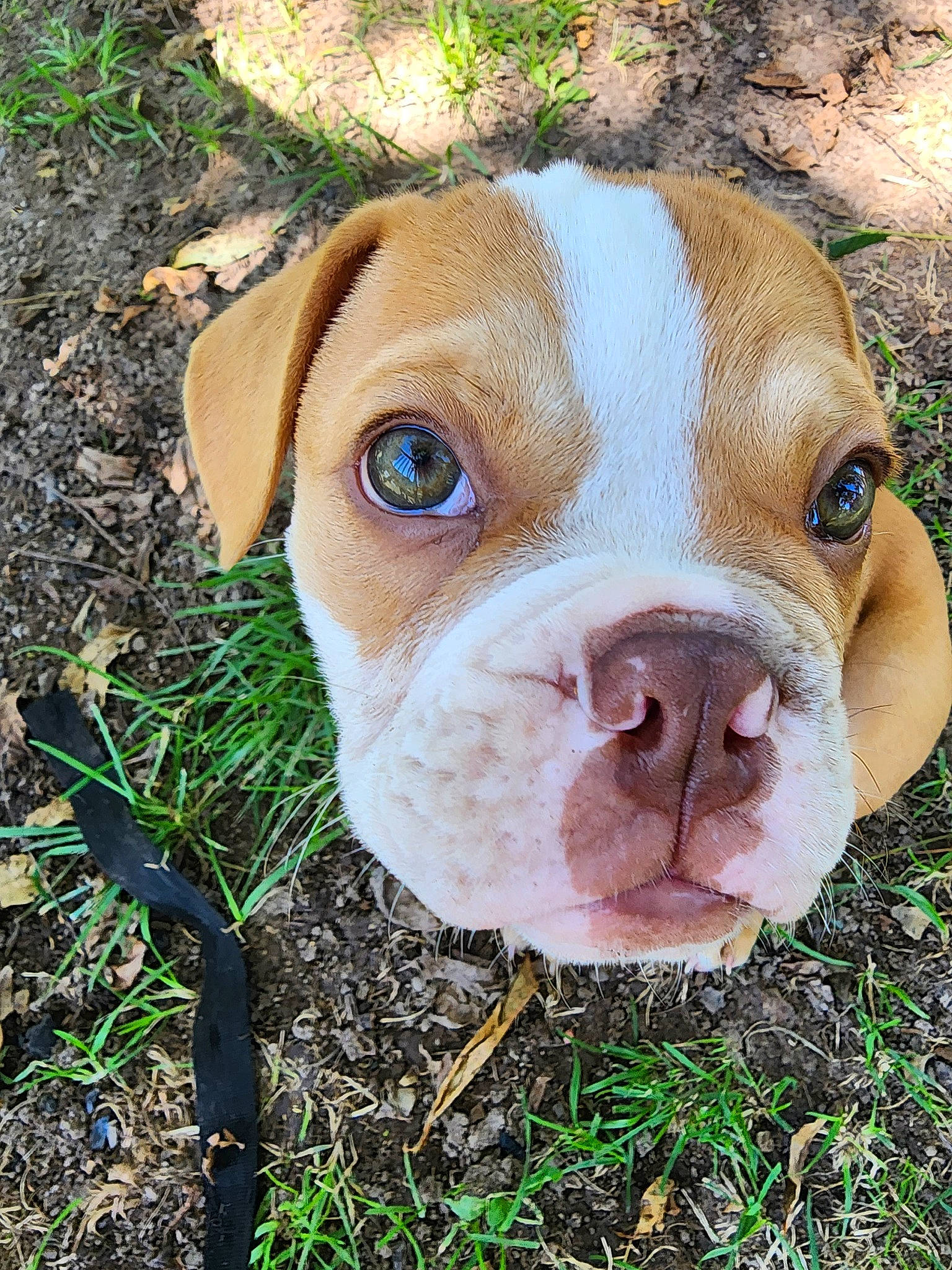 Moose joined the competition — help win amazing prizes! bulldog, canidae, carnivore, companion_dog, dog, dog_breed, ear, fawn, grass, liver, plant, snout, soil, sporting_group, terrestrial_animal, tree, whiskers, wood, working_animal, wrinkle