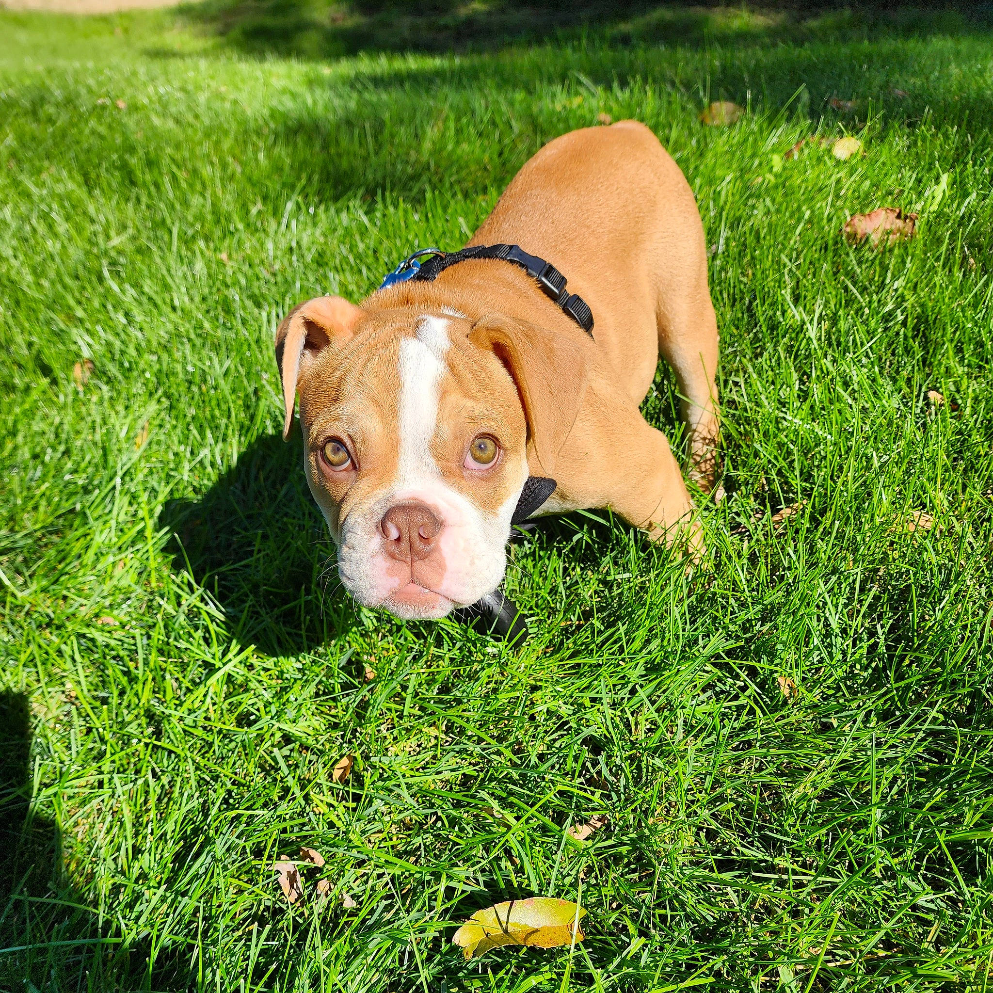 Moose is registered to the contest to win money with this photo: canidae, carnivore, companion_dog, dog, dog_breed, fawn, grass, grassland, groundcover, lawn, meadow, non_sporting_group, pasture, plant, snout, sporting_group, tail, terrestrial_animal, working_animal, working_dog