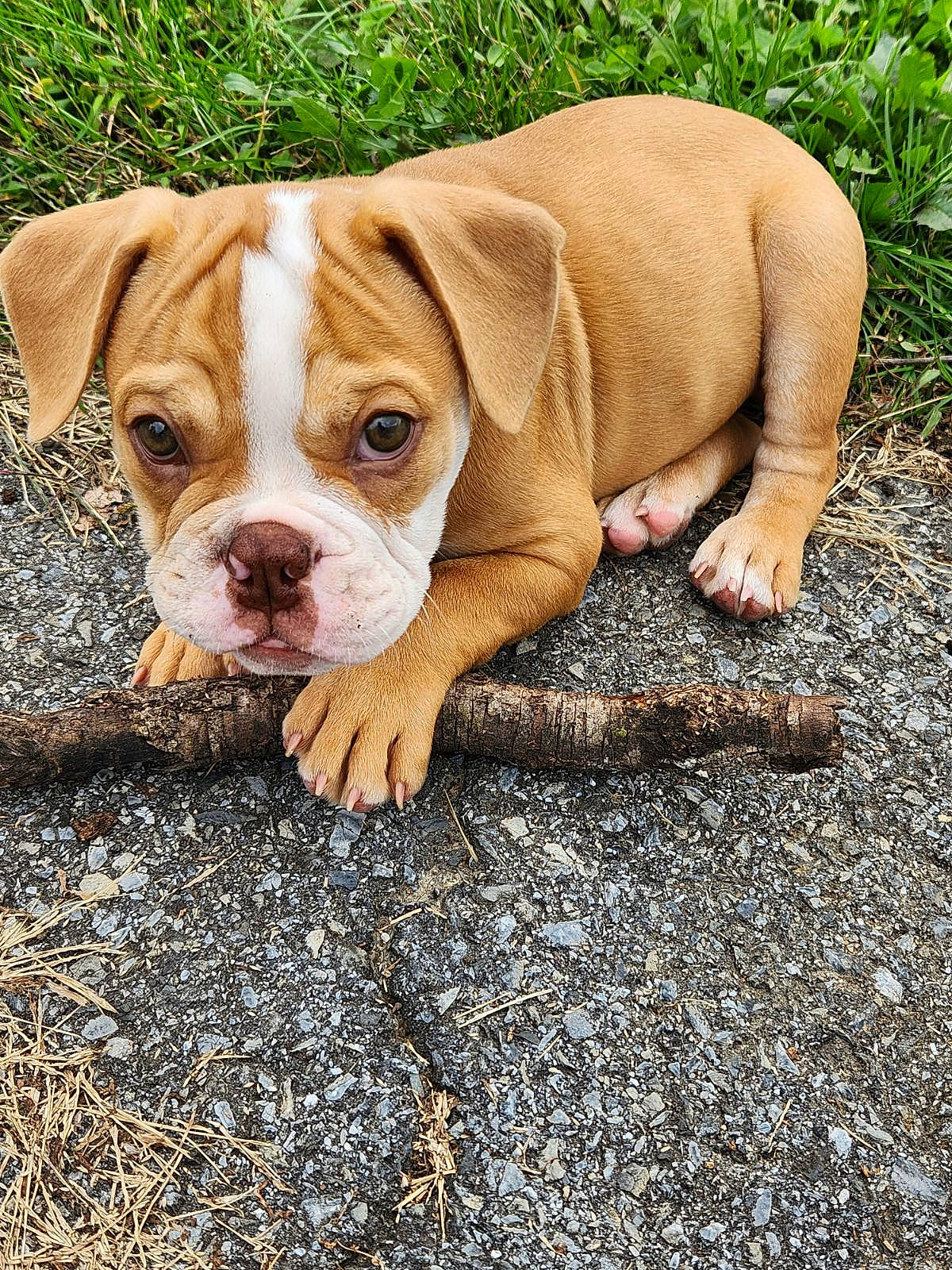 Moose joined the competition — help win amazing prizes! ancient_dog_breeds, bulldog, canidae, carnivore, companion_dog, dog, dog_breed, dog_collar, fawn, grass, molosser, non_sporting_group, plant, snout, soil, sporting_group, terrestrial_animal, white_english_bulldog, working_animal, wrinkle