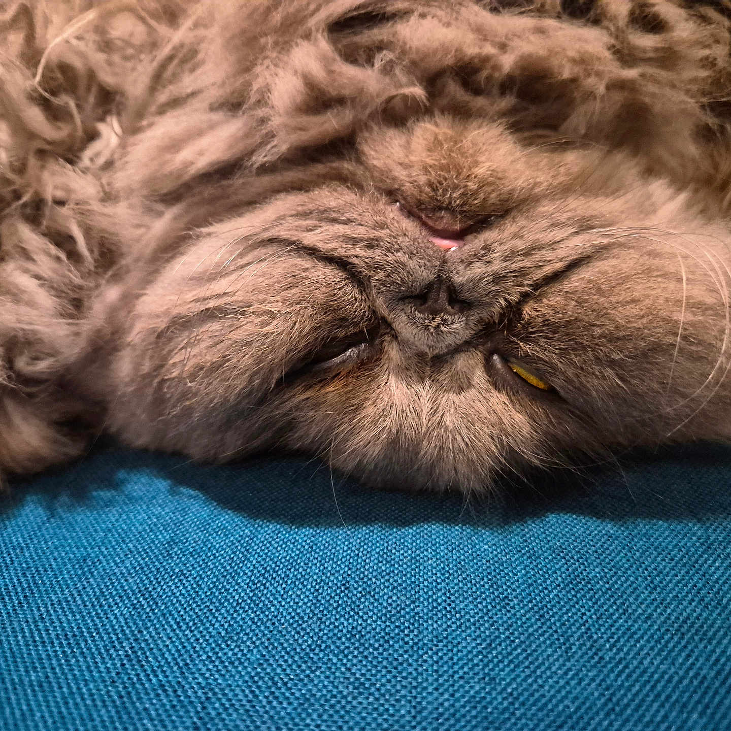 Aslan