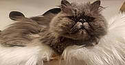Aslan participe au concours pour gagner de l'argent avec cette photo : animal, cat, cozy, cute, domestic_animal, feline, fluffy, fur, grumpy_face, indoor, long_hair, mammal, persian_cat, pet, portrait, relaxed, resting, sleepy, soft_texture, white_fur
