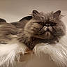 animal, cat, cozy, cute, domestic_animal, feline, fluffy, fur, grumpy_face, indoor, long_hair, mammal, persian_cat, pet, portrait, relaxed, resting, sleepy, soft_texture, white_fur