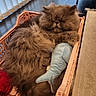 Aslan participe au concours pour gagner de l'argent avec cette photo : animal, basket, carpet, cat, cozy, cute, domestic, fish_toy, floor, fluffy, furniture, gray, home, indoor, pet, plush_toy, relaxed, resting, sleeping, vertical_blinds