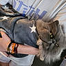 animal, arm, blanket, bracelet, cat, cozy, cute, fluffy_cat, fur, gray_cat, grumpy_expression, hands, holding, indoor, person, pet, portrait, star_pattern, tshirt, yellow_eyes