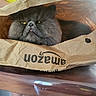 Aslan a rejoint le concours — aidez-le/la à gagner de superbes lots ! amazon_bag, cat, closeup, crumpled_bag, cute, domestic_animal, expression, face, feline, fur, gray_cat, hiding, home, indoor, paper_bag, person, pet, table, tongue_out, yellow_shirt