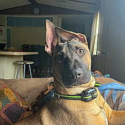Rhea is registered to the contest to win money with this photo: dog, pet, canine, indoor, couch, collar, ear, brown, light, window, home, furniture, relaxed, animal, portrait, snout, looking, curious, domestic, comfortable