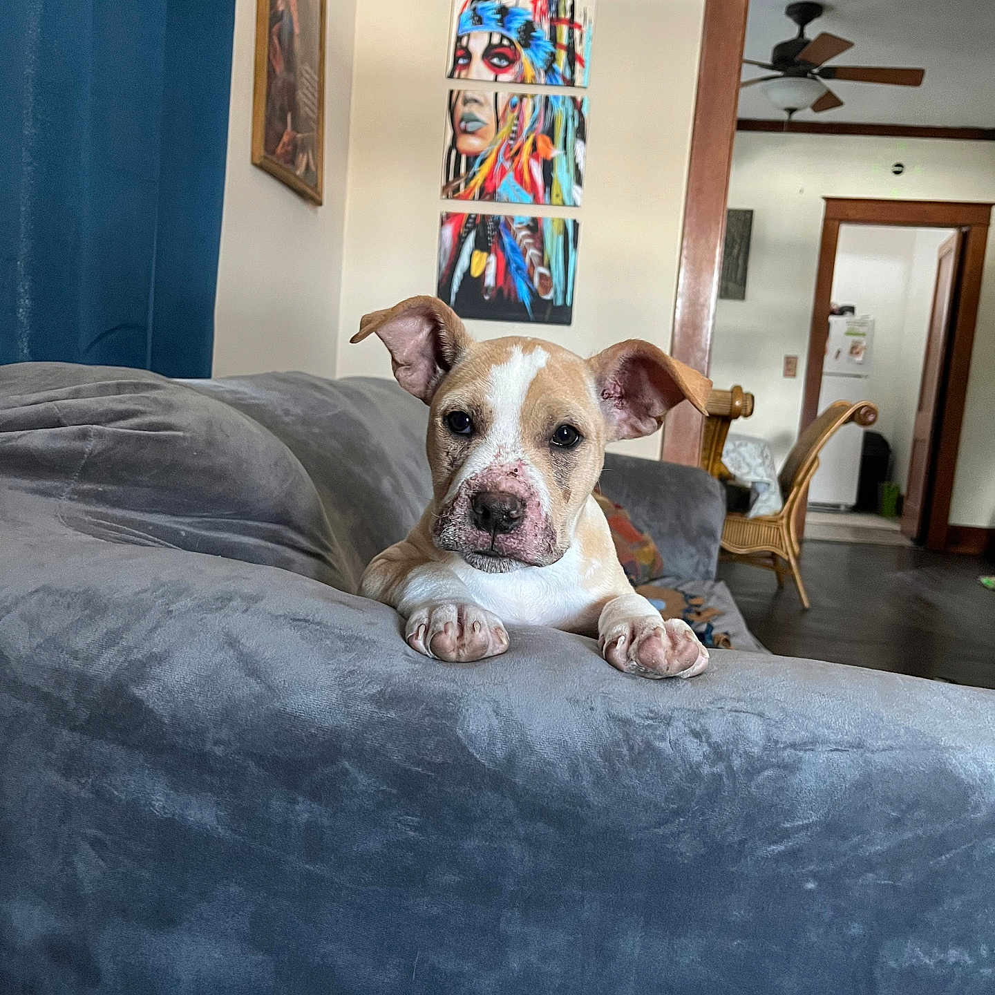 Dixie joined the competition — help win amazing prizes! animal, appliance, art, bed, bedroom, canine, ceilingfan, chair, device, dog, electricaldevice, face, furniture, head, indoors, interiordesign, painting, person, pet, room