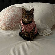 Kiki joined the competition — help win amazing prizes! animal, bed, blanket, cat, cozy, cute, feline, floral, fur, indoor, kitten, looking, pet, pillow, pink, sitting, small, sweater, tabby, white
