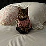 cat, kitten, tabby, pet, animal, bed, pillow, blanket, sweater, pink, white, floral, cute, indoor, feline, cozy, fur, small, looking, sitting