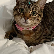 Kiki is registered to the contest to win money with this photo: cat, tabby, pet, animal, collar, pink_collar, star_sticker, bed, bedding, white_bed, fur, whiskers, ears, cute, curious, indoor, close_up, resting, domestic_cat, wide_eyes