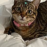 cat, tabby, pet, animal, collar, pink_collar, star_sticker, bed, bedding, white_bed, fur, whiskers, ears, cute, curious, indoor, close_up, resting, domestic_cat, wide_eyes