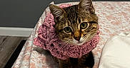 Kiki is registered to the contest to win money with this photo: animal, bed, blanket, cat, clothing, crochet, curious, cute, domestic, ears, feline, fur, indoors, kitten, pet, pink, small, tabby, whiskers, young