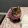 Kiki is registered to the contest to win money with this photo: cat, kitten, tabby, pet, animal, indoors, bed, blanket, crochet, clothing, pink, curious, cute, fur, whiskers, ears, feline, small, young, domestic