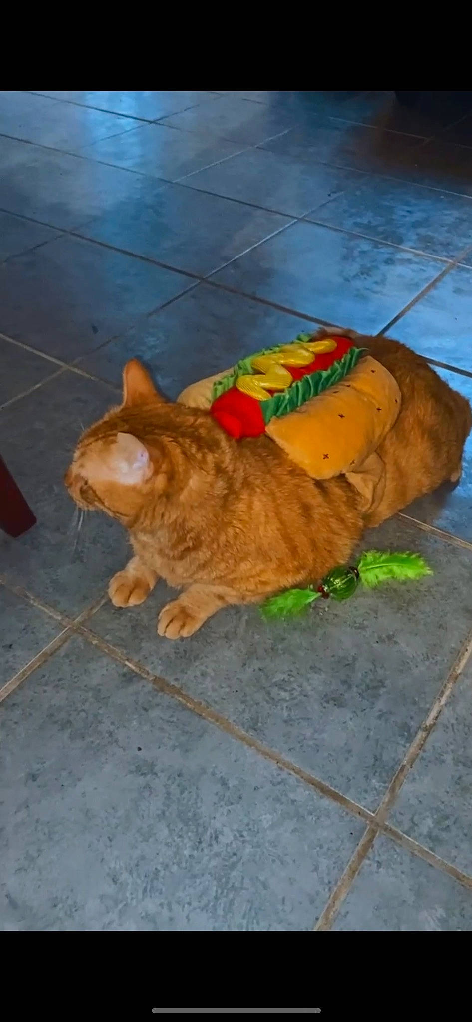 Tigger is registered to the contest to win money with this photo: canidae, carnivore, cat, dog_breed, domestic_short_haired_cat, eye, fawn, felidae, floor, flooring, foot, fur, road_surface, small_to_medium_sized_cats, snout, sporting_group, tail, terrestrial_animal, whiskers, wood