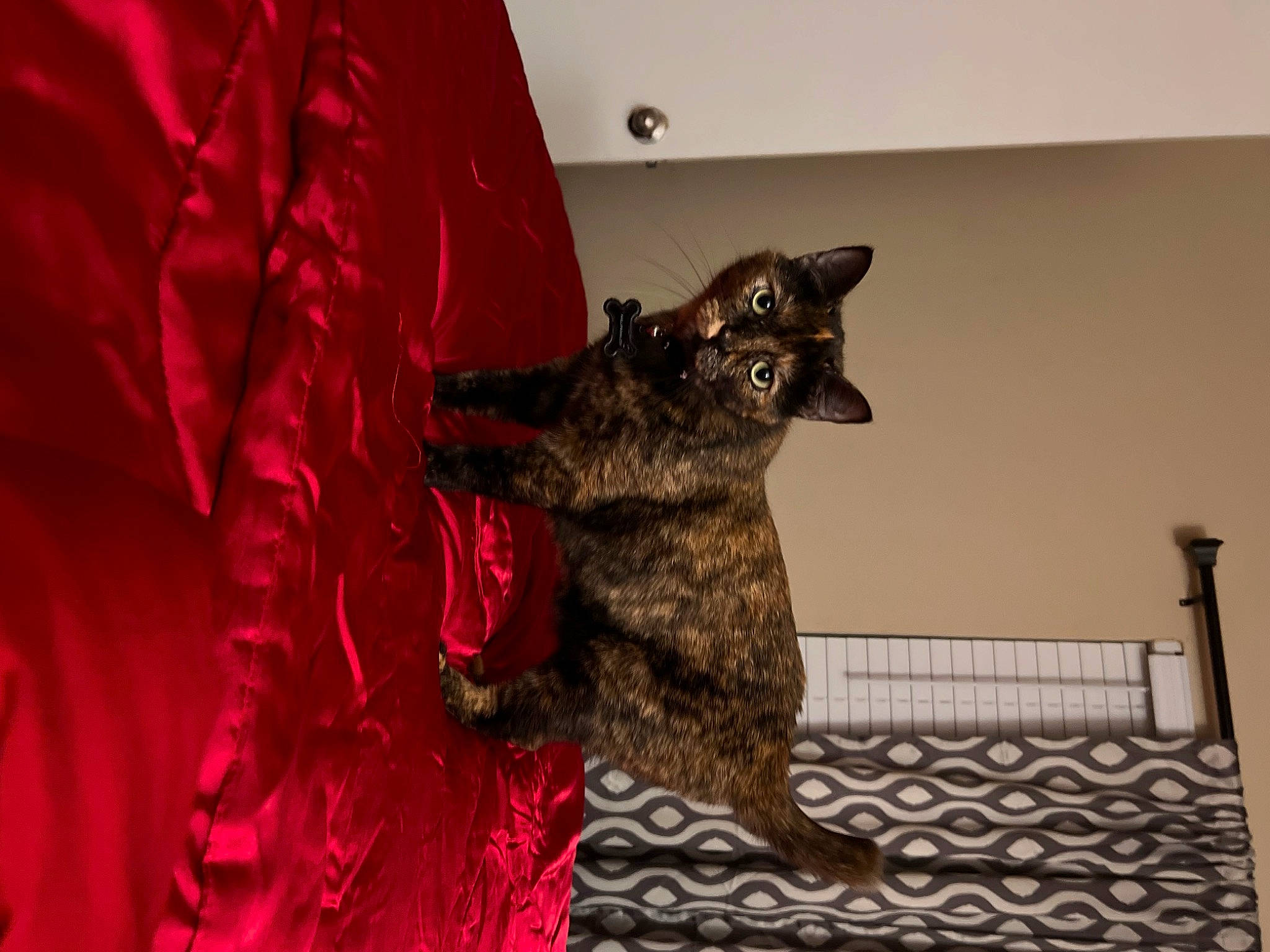 Impala is registered to the contest to win money with this photo: art, black_cat, canidae, carmine, carnivore, dog_breed, domestic_short_haired_cat, felidae, fur, grey, magenta, metal, pattern, petal, shelf, small_to_medium_sized_cats, tail, tree, whiskers, wood