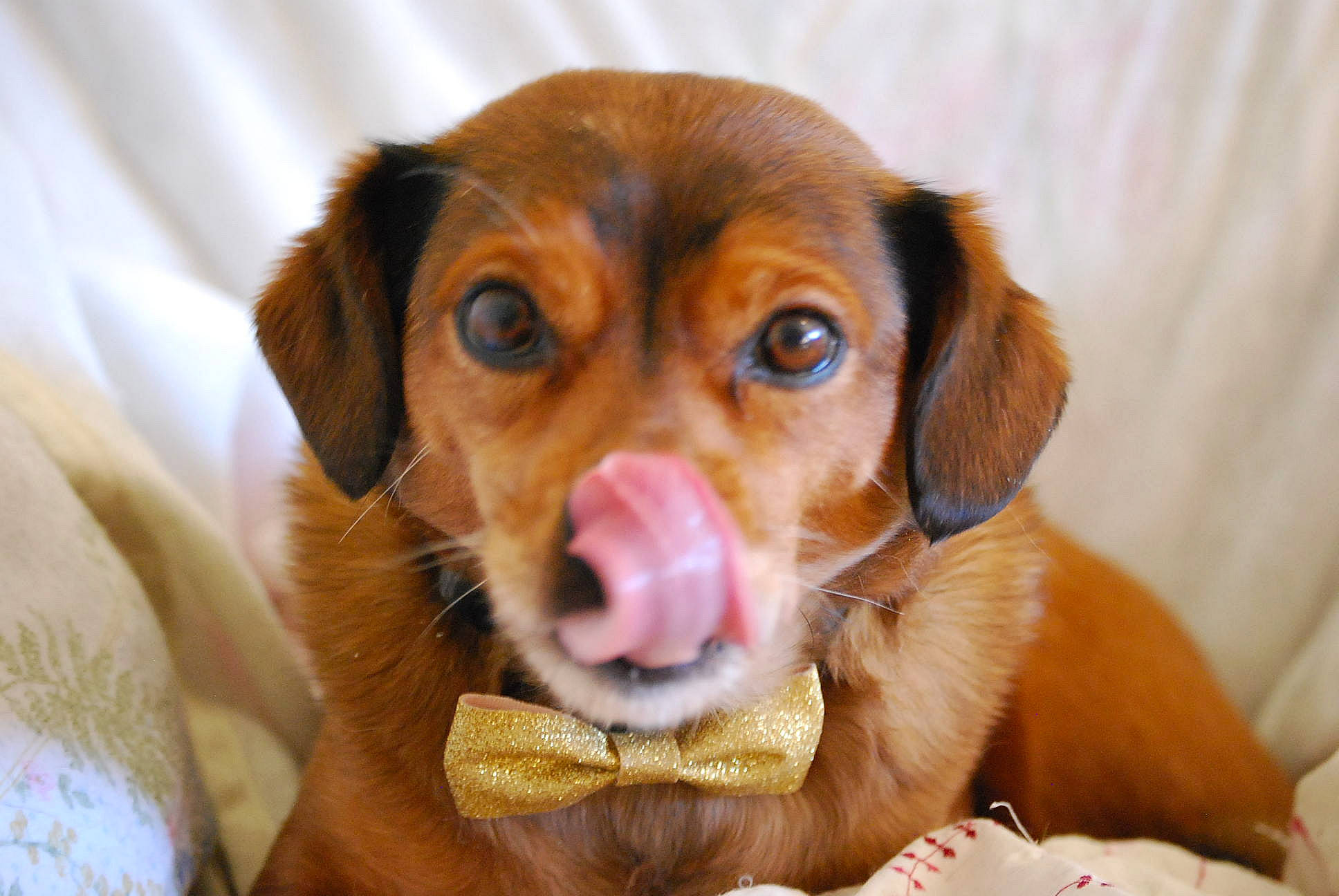 Bandit a rejoint le concours — aidez-le/la à gagner de superbes lots ! canidae, carnivore, comfort, companion_dog, dog, dog_breed, ear, fawn, fur, hound, hunting_dog, liver, paw, puppy, scent_hound, snout, sporting_group, whiskers, working_animal