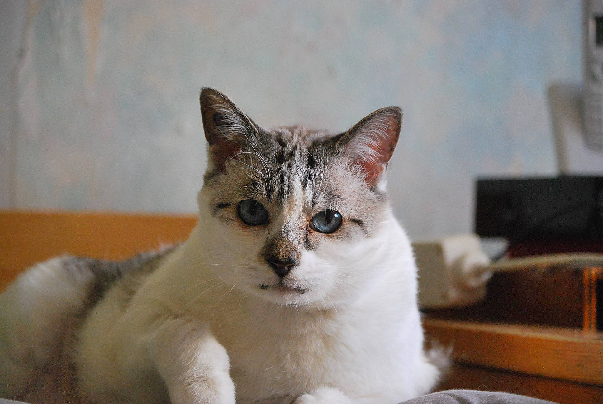 Wilson a rejoint le concours — aidez-le/la à gagner de superbes lots ! carnivore, cat, cat_furniture, collar, domestic_short_haired_cat, fang, fawn, felidae, fur, paw, small_to_medium_sized_cats, tail, terrestrial_animal, tree, whiskers