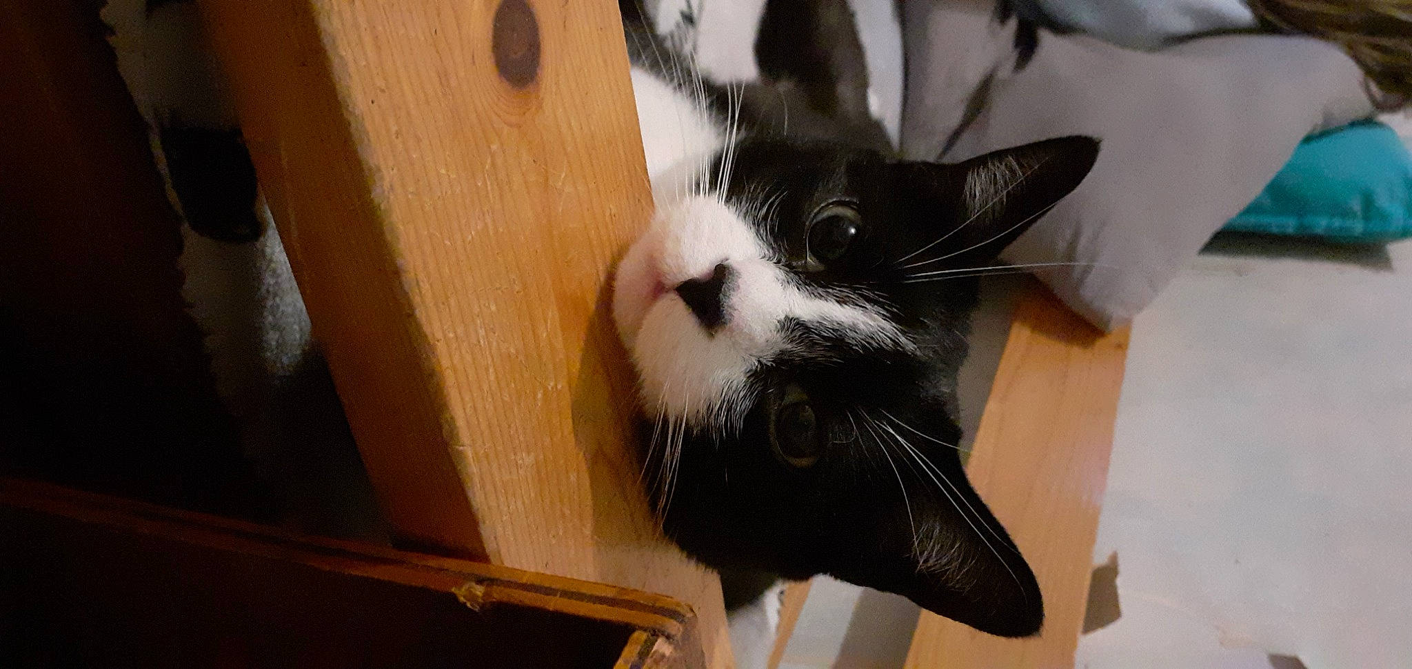 Lord participe au concours pour gagner de l'argent avec cette photo : cardboard, carnivore, cat, claw, comfort, domestic_short_haired_cat, felidae, flooring, fur, hardwood, paw, small_to_medium_sized_cats, tail, whiskers, wood