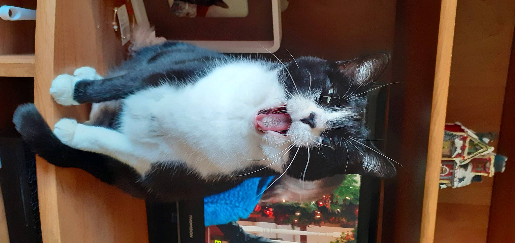 Lord participe au concours pour gagner de l'argent avec cette photo : bicycle, carnivore, cat, cat_supply, claw, collar, domestic_short_haired_cat, event, fang, felidae, fur, holiday, paw, small_to_medium_sized_cats, snout, tail, whiskers, window