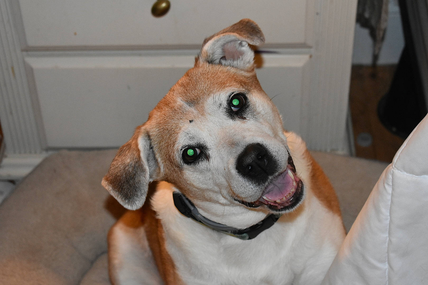 Brandi joined the competition — help win amazing prizes! canidae, carnivore, dog, dog_breed, ear, eye, fawn, feist, fur, labrador_retriever, mammal, nose, potcake_dog, puppy, snout, sporting_group, vertebrate, whiskers