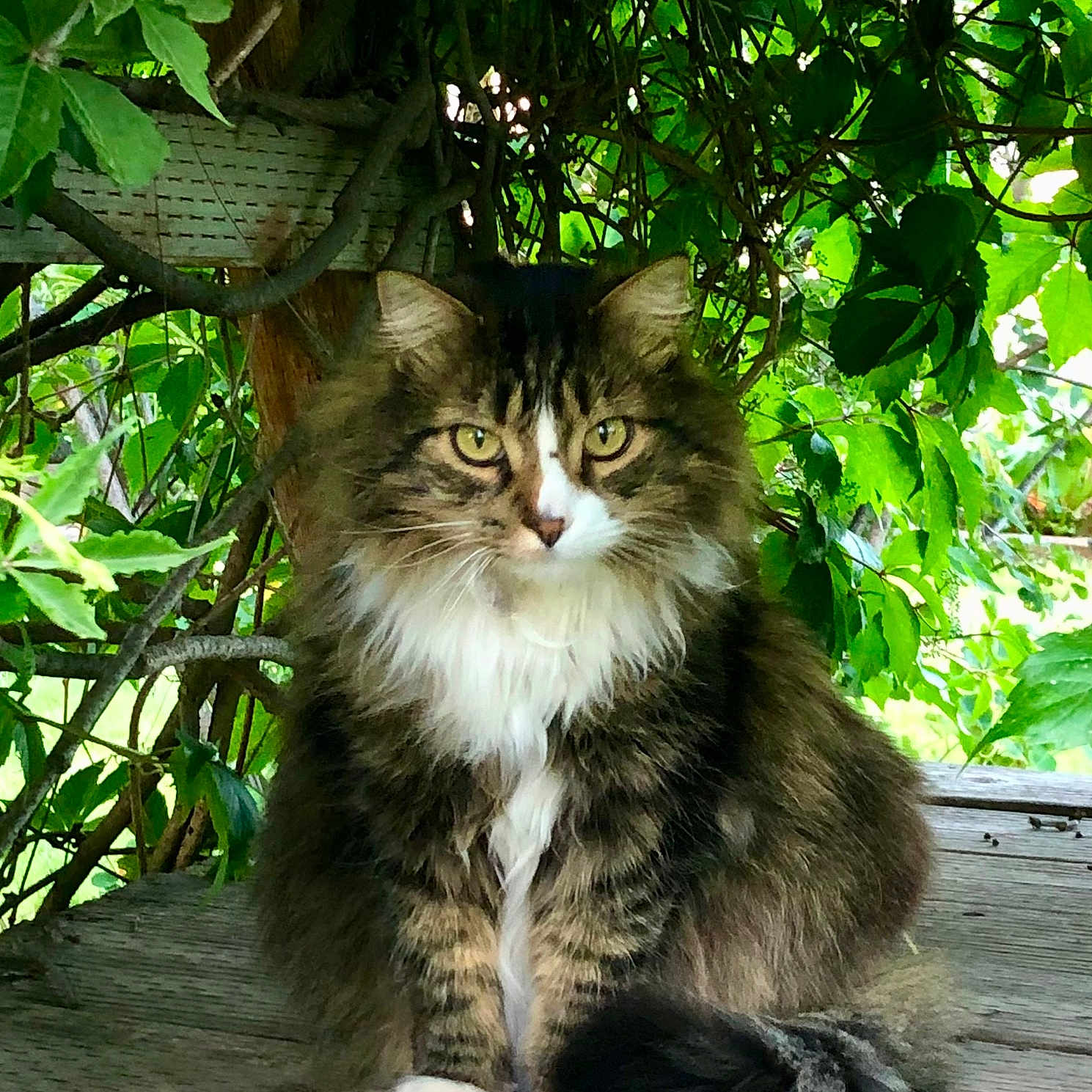 A.j. is registered to the contest to win money with this photo: animal, cat, green, herbal, herbs, jar, jungle, kitten, leaf, nature, outdoors, pet, plant, planter, pottedplant, pottery, tree, vase, vegetation, wood