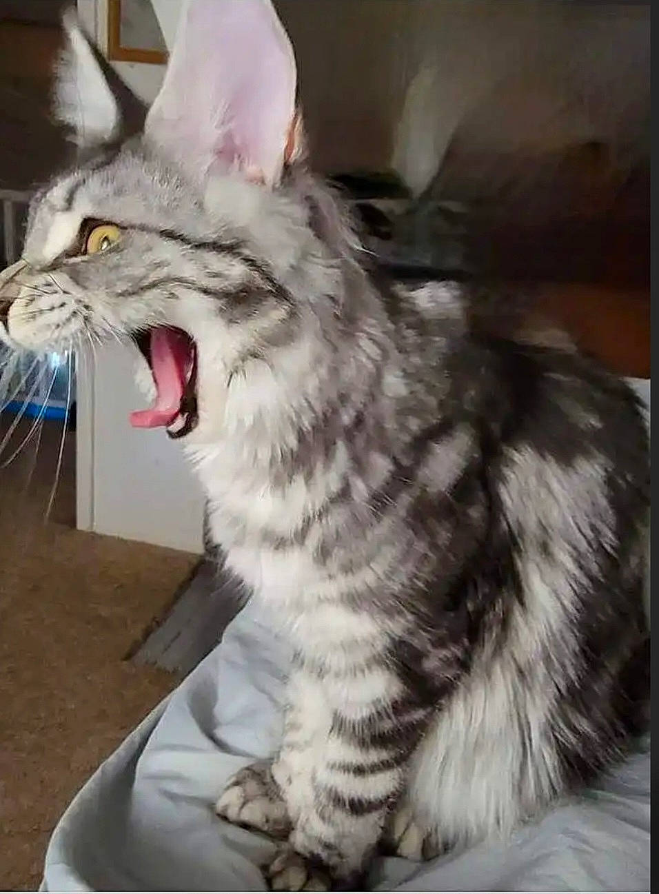 Bonita Mccombie joined the competition — help win amazing prizes! carnivore, cat, claw, eye, fang, felidae, fur, jaw, paw, rectangle, small_to_medium_sized_cats, snout, terrestrial_animal, tooth, whiskers, yawn