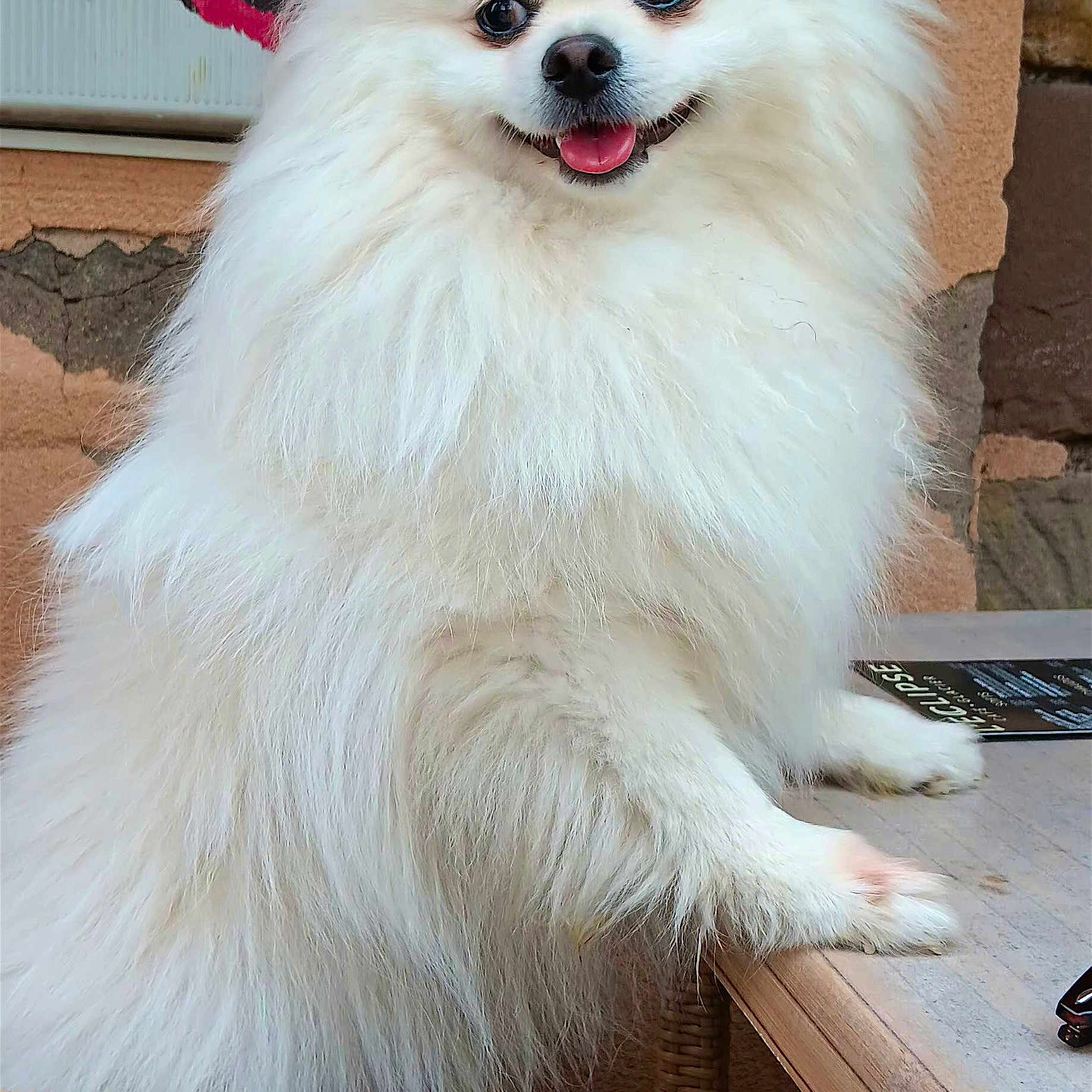 Tollie