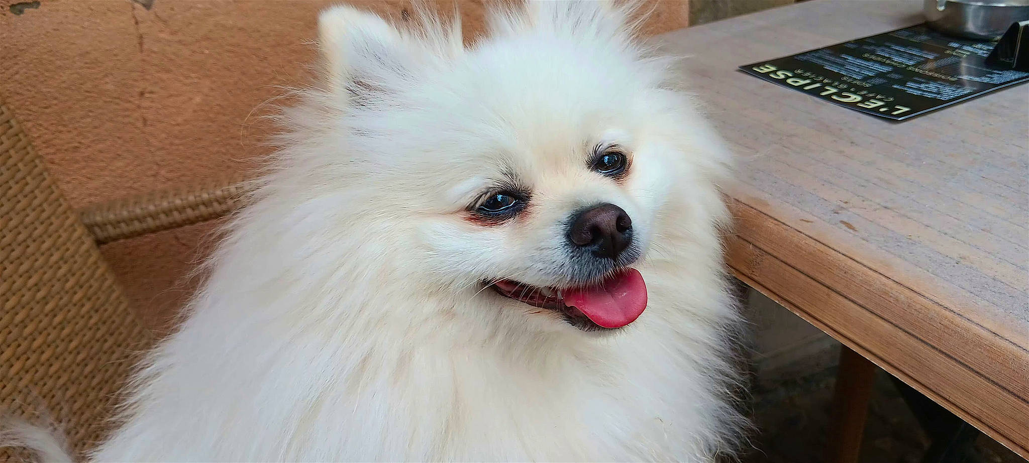 Tollie participe au concours pour gagner de l'argent avec cette photo : canidae, carnivore, companion_dog, dog, dog_breed, fawn, fur, german_spitz, german_spitz_klein, german_spitz_mittel, hardwood, input_device, remote_control, samoyed, snout, spitz, toy_dog, volpino_italiano, whiskers, working_animal