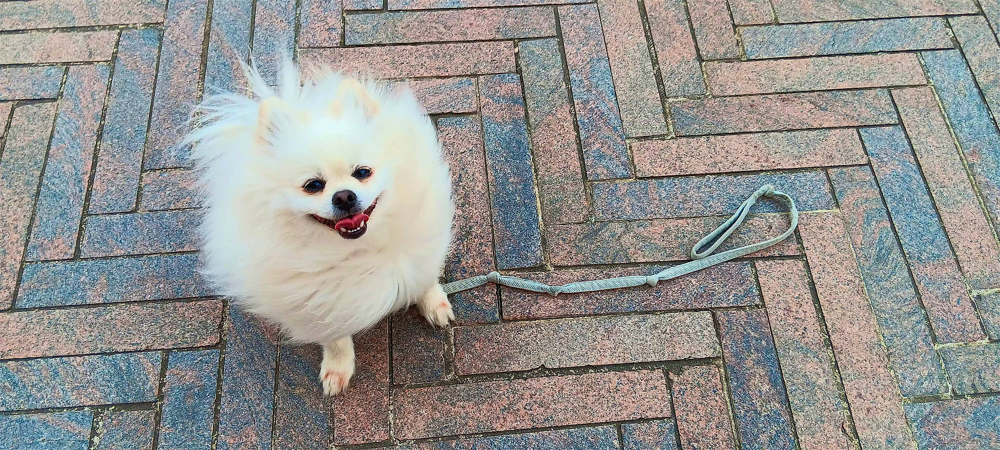 Tollie a rejoint le concours — aidez-le/la à gagner de superbes lots ! brick, brickwork, canidae, carnivore, companion_dog, concrete, dog, dog_breed, flooring, fur, german_spitz, german_spitz_klein, japanese_spitz, road_surface, samoyed, snout, spitz, sporting_group, toy_dog, wood