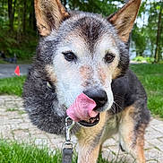 Max is registered to the contest to win money with this photo: dog, canine, pet, animal, outdoor, grass, ears, tongue, close_up, leash, nature, pathway, fur, muzzle, happy, playful, walking, daylight, greenery, portrait