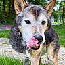 dog, canine, pet, animal, outdoor, grass, ears, tongue, close_up, leash, nature, pathway, fur, muzzle, happy, playful, walking, daylight, greenery, portrait