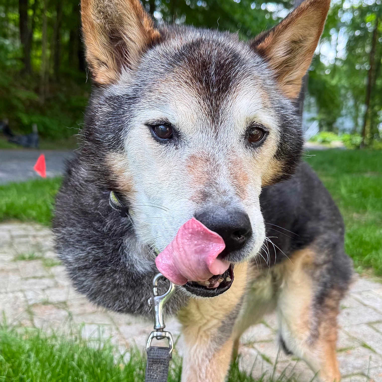 Max is registered to the contest to win money with this photo: dog, canine, pet, animal, outdoor, grass, ears, tongue, close_up, leash, nature, pathway, fur, muzzle, happy, playful, walking, daylight, greenery, portrait