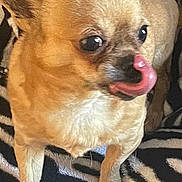 Tiki is registered to the contest to win money with this photo: dog, chihuahua, pet, animal, tongue, licking, close_up, tan, small_dog, zebra_pattern, blanket, fur, ears, cute, indoor, standing, face, expression, eyes, muzzle