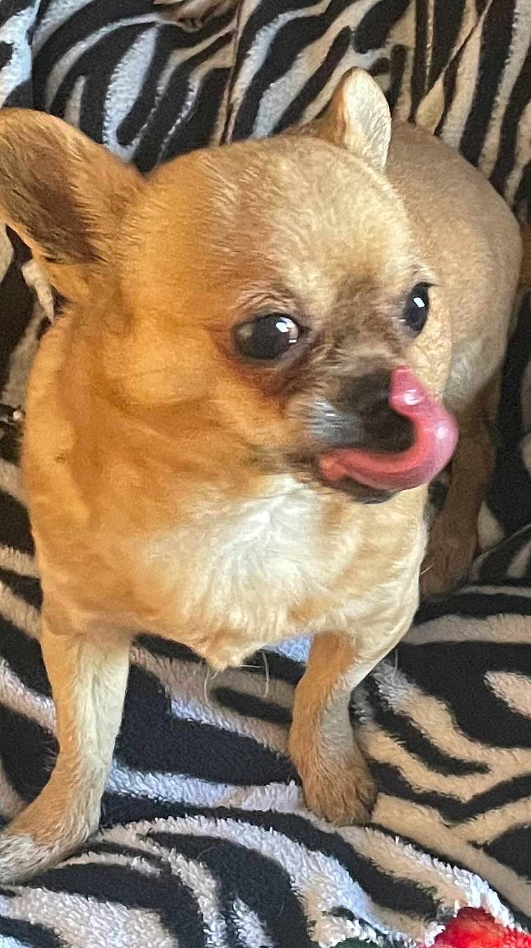Tiki is registered to the contest to win money with this photo: dog, chihuahua, pet, animal, tongue, licking, close_up, tan, small_dog, zebra_pattern, blanket, fur, ears, cute, indoor, standing, face, expression, eyes, muzzle