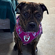 Georgie is registered to the contest to win money with this photo: dog, brindle, pet, indoor, harness, pink, floor, sitting, animal, canine, furniture, blanket, attention, portrait, closeup, cute, ears, eyes, companion, domestic