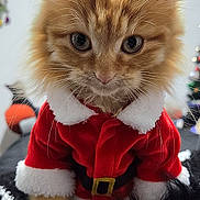Mango joined the competition — help win amazing prizes! cat, kitten, orange_tabby, santa_outfit, red_hat, christmas, holiday, costume, cute, furry, whiskers, pet, indoor, closeup, animal, festive, adorable, fluffy, small, portrait